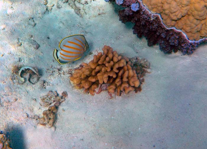 ... bestaunt man rund um Moorea an die 500 verschiedene Arten von Korallenfischen