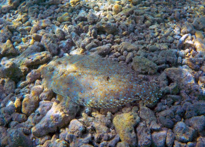 ein Fest für die Augen: hier eine Pfauenflunder aus der Kategorie der Plattfische (Bothus lunatus)