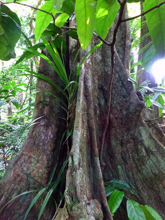 zwischen mächtigen Dschungelbäumen mit ihren erstaunlichen Luft- und Brettwurzeln ...