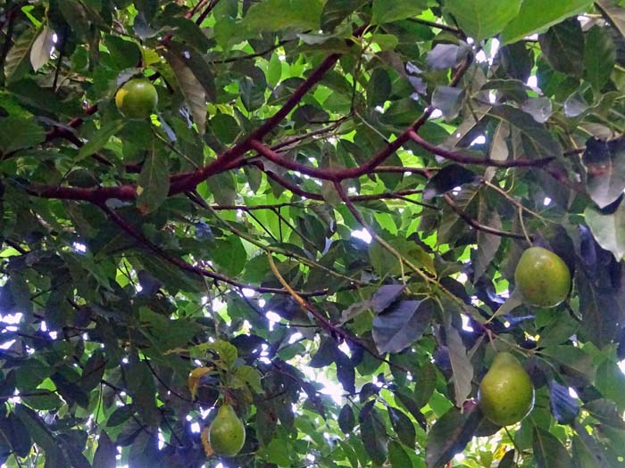 Avocadobäume am Wegesrand