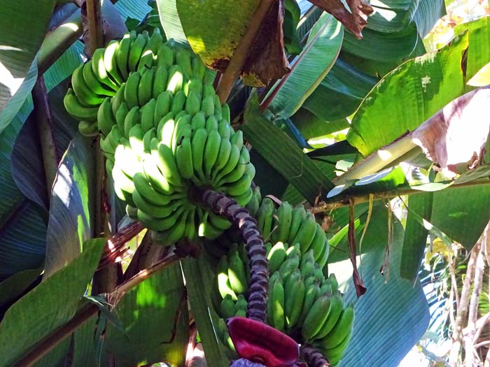 überall auf den Inseln trifft man auf heranreifendes Obst, teilweise auch mitten im Dschungel