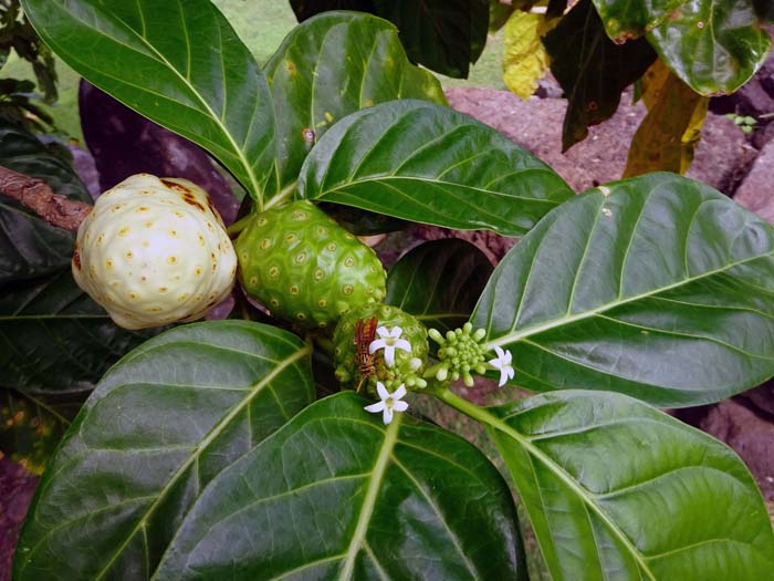 ein Nonibaum (Morinda citrifolia) mit seinen Früchten, welche nach überreifem Käse „duften“, aber trotzdem roh, gekocht oder als gezuckertes Getränk konsumiert werden