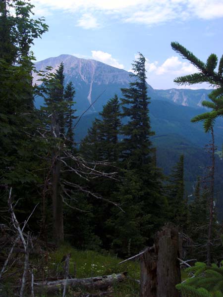 über urigen Waldbeständen erhebt sich der Kaiserstein, der Nordgipfel des Schneeberg