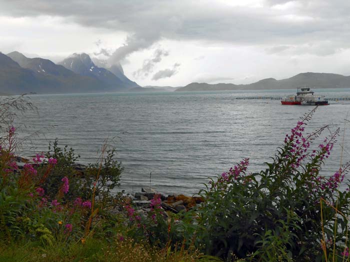 Blick von SO (Sørstraumen) auf die Halbinsel von Nuovas; auch der gewaltige Trolldalstind entzieht sich unseren Blicken, vielleicht haben wir von der anderen Seite, auf Skjervøya, mehr Glück