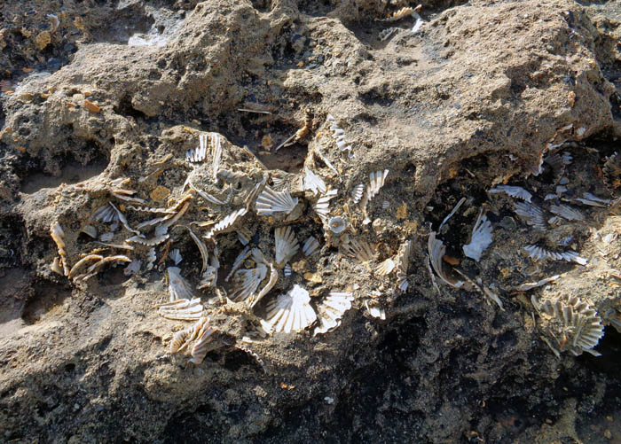 ... oder über den Wellen, wie diese eingebackenen Muscheln an den Inselwänden