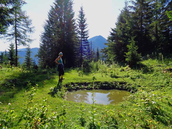 wenn man die Mühe auf sich nimmt, erreicht man nach 700 Höhenmetern den Rücken des Hochkar Westkammes mit der Landesgrenze zu Niederösterreich, auf dem man zu dieser Lacke am kleinen Gipfelplateau des Falken gelangt; genau über der Lacke der Gipfel des Hochkar