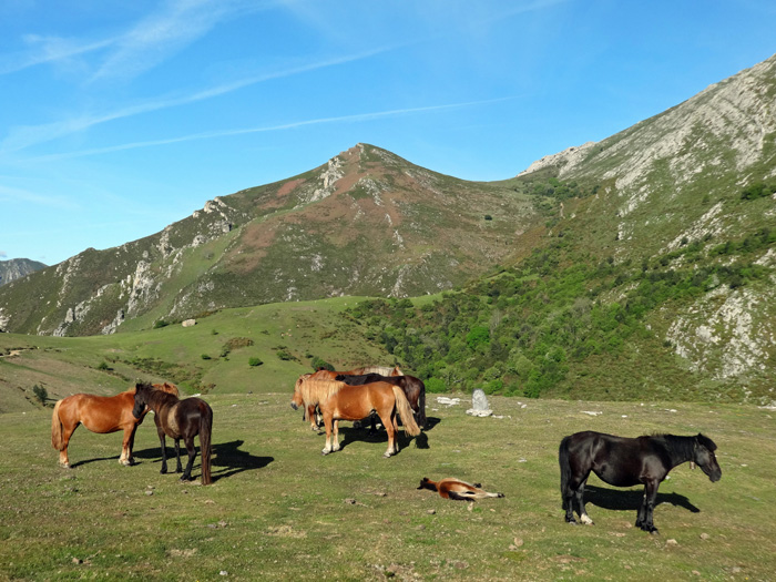 über die Almen geht's zurück zum Mirador del Fitu