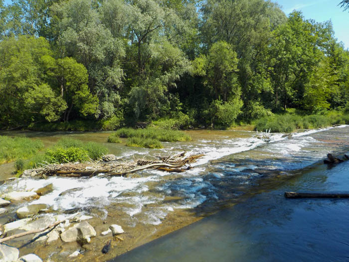 das letzte Hindernis auf der Pielach folgt kurz hinter der Brücke: die historische Wehranlage Herrenmühle; sie steht mit einer Länge von 68 m schräg im Flussbett und ist  2 m hoch