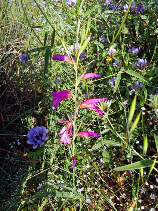 ... mit wunderschönen Orchideen