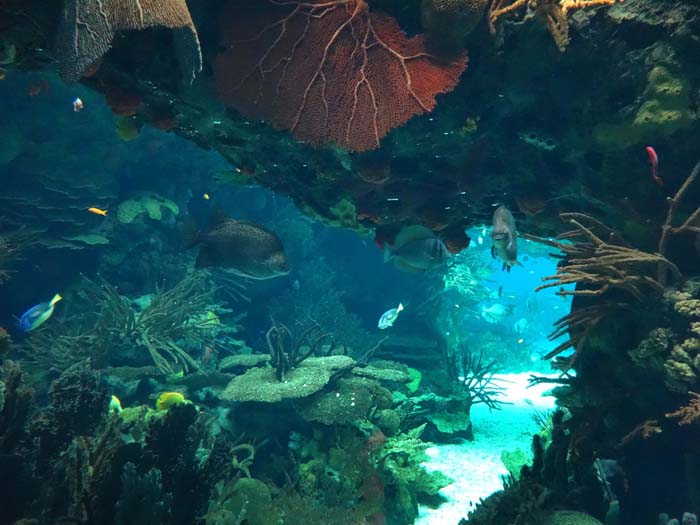 im Oceanário de Lisboa, einem der größten der Welt und dem vielleicht schönsten auf der Iberischen Halbinsel