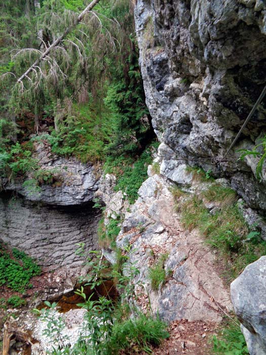 viele Begeher steigen nach der „Gamsleckenwand“ in Kürze direkt hinüber zum Abstiegsweg; das Schlussstück des Postalmklamm-Klettersteigs führt nach längerer Waldquerung, zuletzt wieder absteigend, noch zu einem schmalen Felsspalt des Wieslerbachs, ...