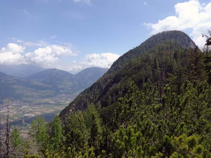 hinterm Kreidenfeuer verbreitert sich der Grat plateauartig, der schmale Steig führt durch parkähnliche Vegetation mit umgestürzten Baumriesen an den Hauptgipfel heran