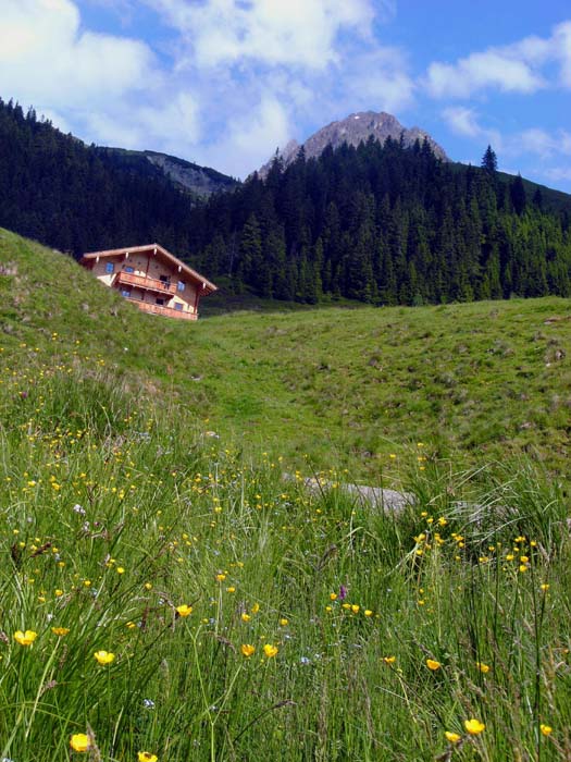 nach dem langen Waldtal öffnen sich unterhalb der Baumgartalm die ersten großen Wiesenflächen; im N der Rettenstein