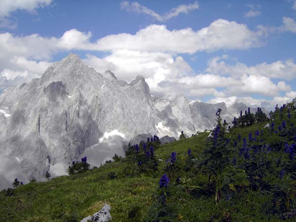 reiche Blumenpracht auf der Gipfelwiese, dahinter die Dachstein Südwände