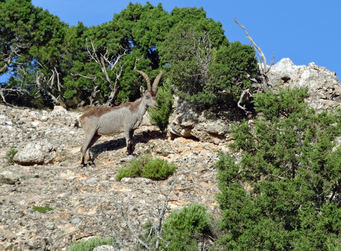 dort erwarten uns schon die Leittiere des Parks, ...