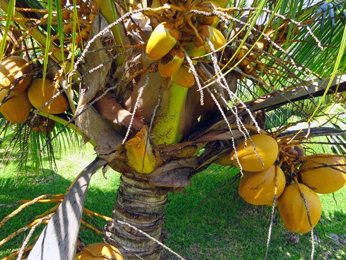 in den Gärten wachsen Kokosnüsse ...