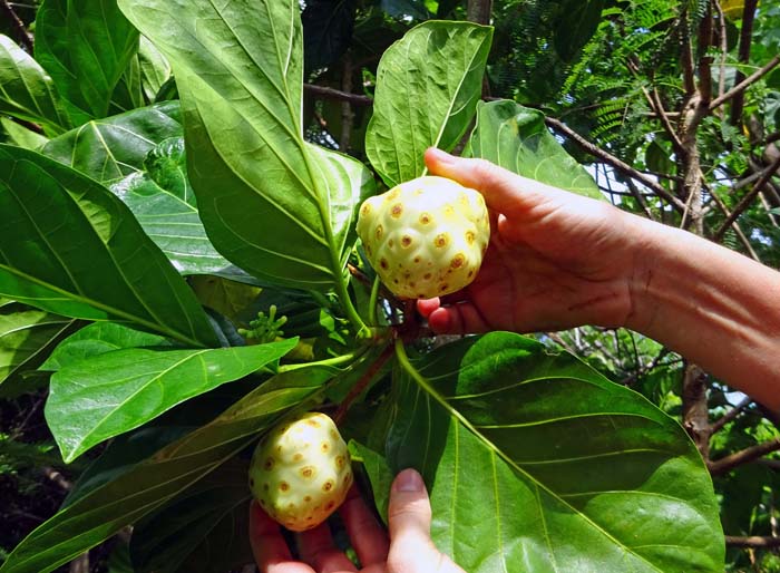 immer wieder tauchen im Dschungel auch essbare Früchte auf wie diese Noni, ein Fruchtverband aus Steinfrüchten, der beim Kochen spezielle Zubereitung verlangt; roh wie schärferer Stinkekäse, überreif fast unerträglich