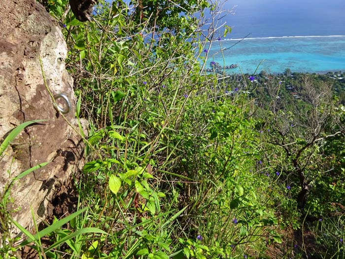 am ersten felsigen Aufschwung eine überraschende Entdeckung - wie zu Hause in den Alpen