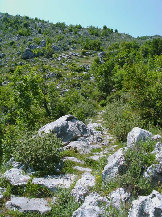 der einzige markierte Weg - ein alter Saumpfad -  führt allerdings nicht auf unseren Berg, sondern in weitem Bogen um ihn herum und jenseits hinab zur Adriaküste