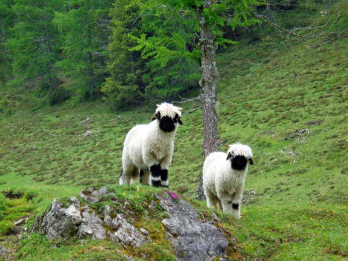 neugierige Beobachter