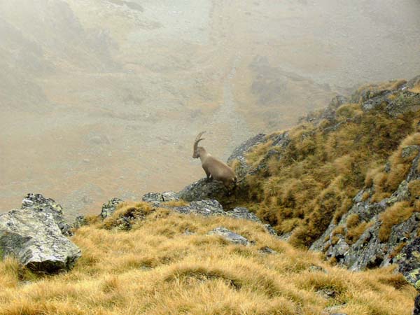 Steinbock am Schrein