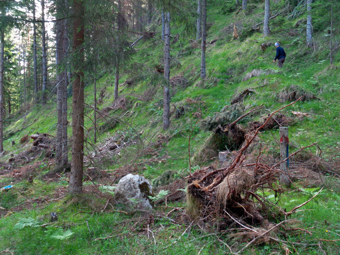 einstmals diente der beliebte und markierte Marwiesensteig als aussichtsreicher Zustieg zur gleichnamigen Alm und dem anschließenden Übergang nach Obertilliach im Osttiroler Gailtal; heute ist der untere Teil des Steiges schwer aufzuspüren: Ulli am „Einstieg“ oberhalb des Schotterwerks (s. Karte), rotes Farbzeichen rechts, blauer Richtungspfeil ganz links