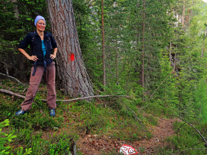 oberhalb eines Hochstands peilen wir weglos einen halb im Wald verborgenen Felsbuckel an und stoßen auf einer Höhe von etwa 1380 m auf den hier wieder deutlich ausgeprägten Steig