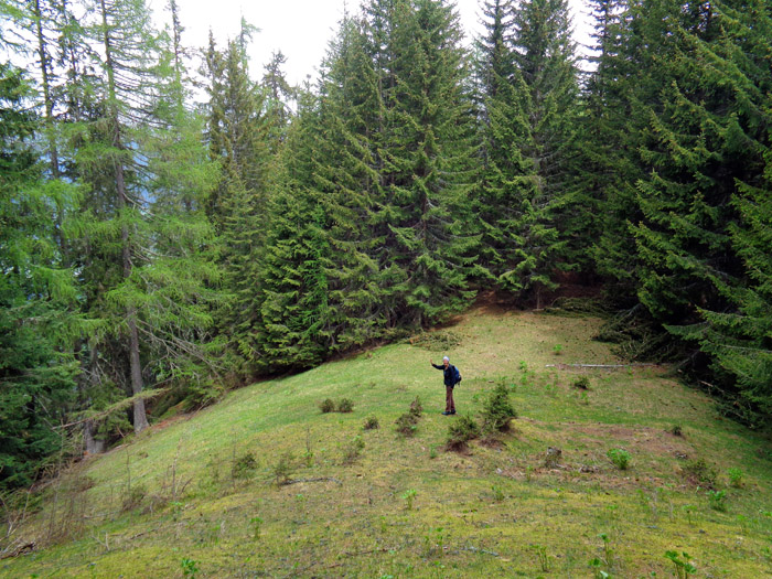 ... zum Herolder Rastl, einer einsamen Lichtung auf einem Waldsporn, der in gerader Linie hinunter zur Drau zieht