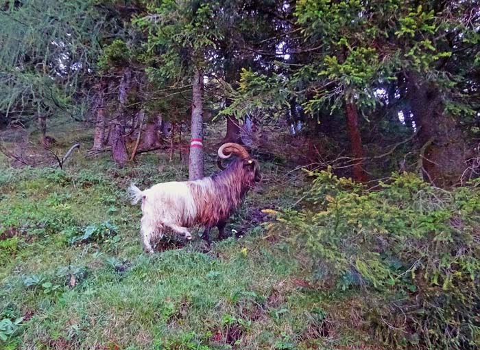 nach Erklimmen einer steilen Wiesenmulde ...