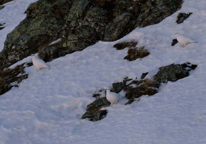 für Schneehühner sollte man in der kalten Jahreszeit besondere Umsicht walten lassen; manche Biologen nehmen bei einer Begegnung sogar größere Umwege in Kauf