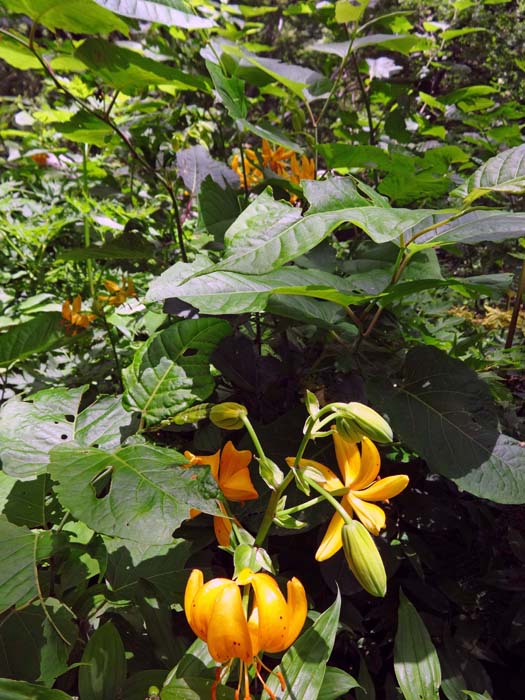 ... auf satte Lilien mit ihren auffälligen Blüten, deren evolutionärer Ursprung im Himalaya zu suchen ist