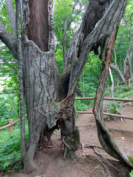 seit Jahrtausenden unberührt wächst der dichte Seonginbong-Primärwald, erst seit wenigen Jahren kommen hier regelmäßig Menschen vorbei