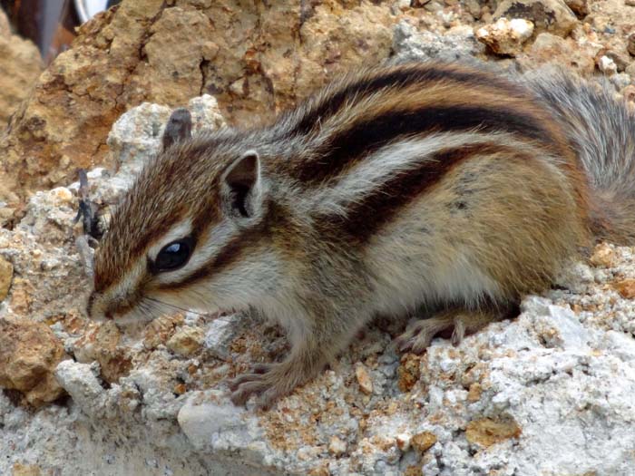 das Hörnchen bleibt lieber in den Bergen