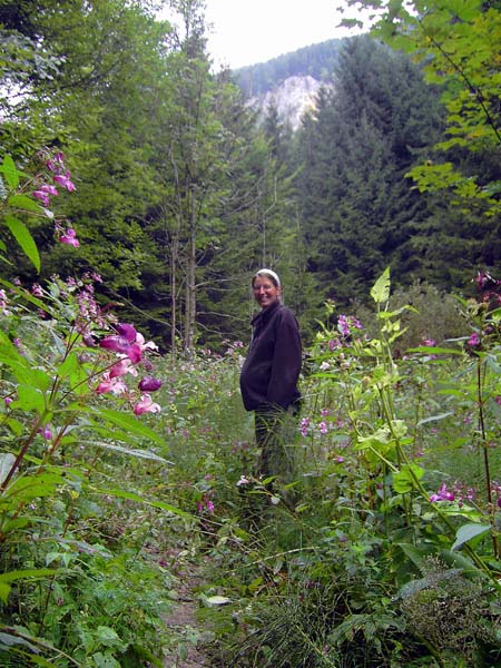 reiche Flora kennzeichnet von Beginn an die Wanderung auf den Sonnleitstein