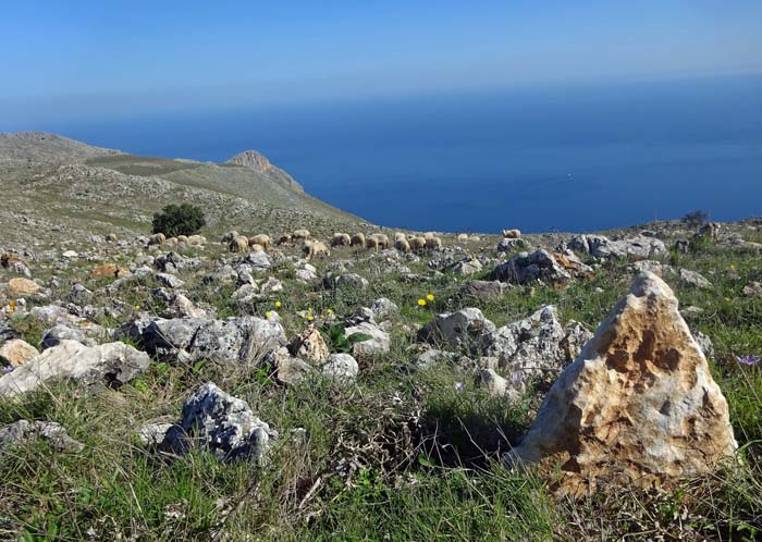 Schafherde am Kammrücken, hinten der unbedeutende Pizzo Candela