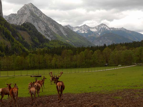 Baumschlagerreith gegen NNO; markant der kaum bestiegene Ostrawitz, rechts der Bildmitte der Kleine Priel