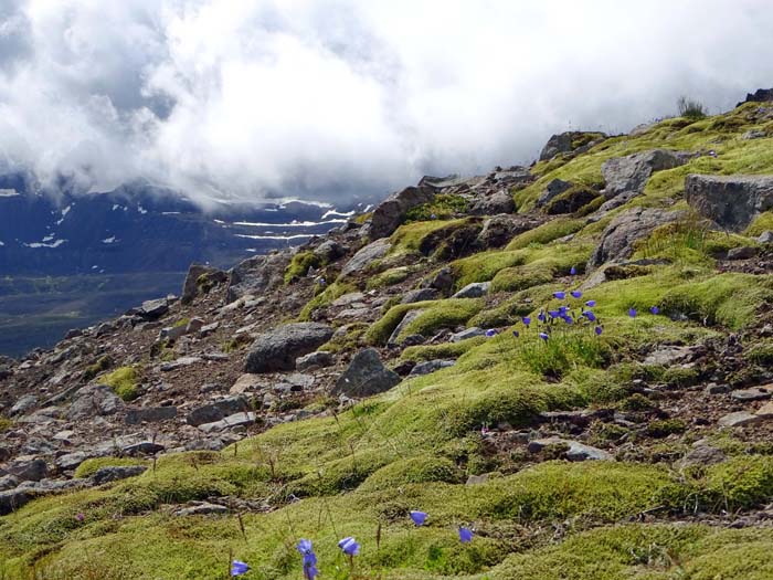 die karge Vegetation hier würde man in den Alpen etwa 2000 m höher erwarten                             