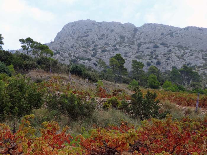 die Weinlese findet Ende September und Anfang Oktober statt