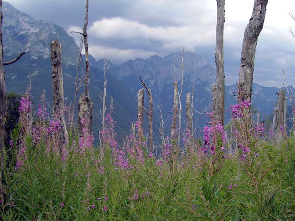 von der zweiten Kammschulter eröffnet sich ein zauberhafter Ausblick nach NNW in die Koritnica mit der Raibler Seespitze