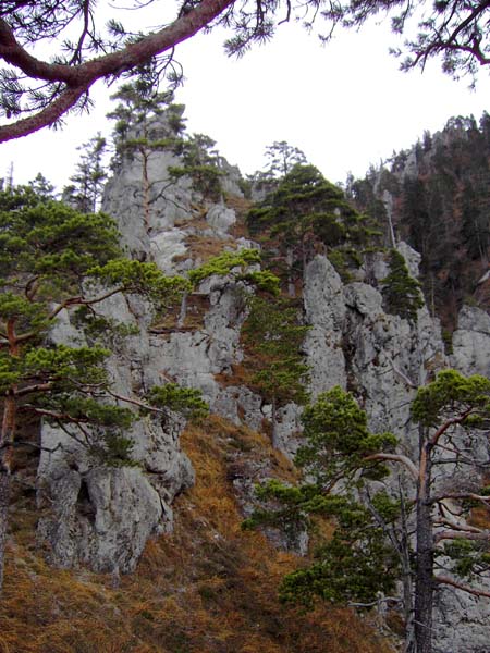 durch eine steinerne Märchenlandschaft windet sich der schmale, aber gut erkennbare Zirlasteig den Hochwald empor