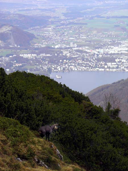 Tiefblick auf Altmünster und Schloss Ort