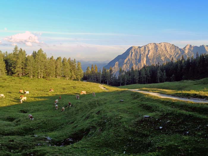 zurück am Almplateau, Blick auf den Grimming