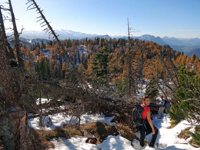 vor dem Gipfelhang verbreitert sich der Kamm; Rückblick gegen W, links Dachstein und Gosaukamm, genau über den Damen der Sarstein