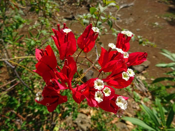 die Bougainvillea ist fast überall in Französisch Polynesien anzutreffen; das nelkenartige Wunderblumengewächs ist benannt nach dem französischen Forscher Louis Antoine de Bougainville (1729 - 1811), der als erster Franzose die Welt umsegelte