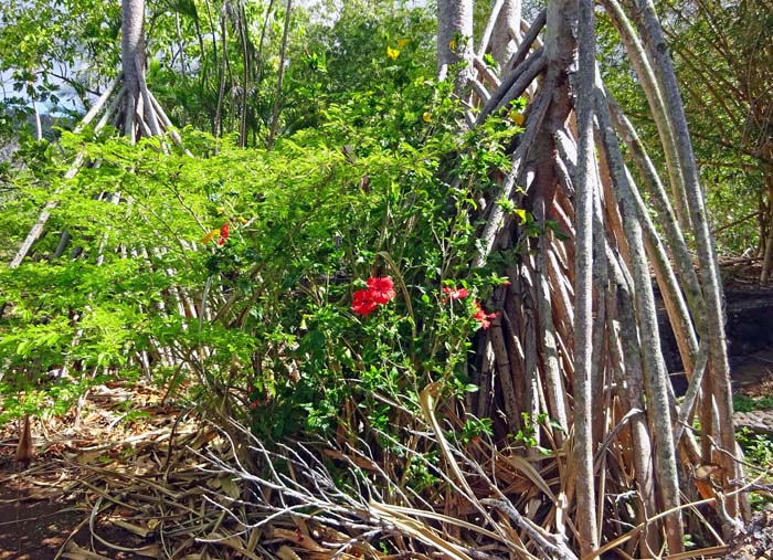 Pandanus gehört zu den Schraubenbaumgewächsen, die eine stellenweise undurchdringliche Vegetation bilden; es gibt 600 Arten, die Früchte von Pandanus utilis finden mancherorts als Arme-Leute-Essen Verwendung