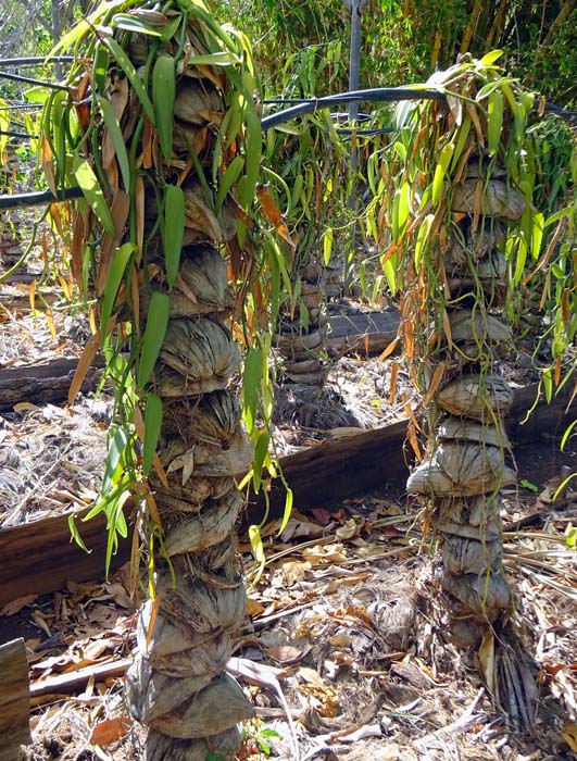 im Arboretum werden verschiedene Anbaumethoden erprobt, wie hier etwa Vanille auf Kokos
