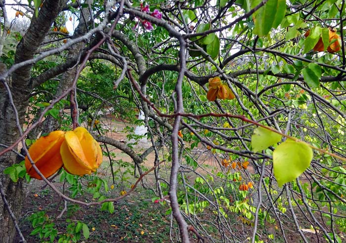 die Sternfrucht (Averrhoa carambola) wächst auf einem immergrünen Baum ...
