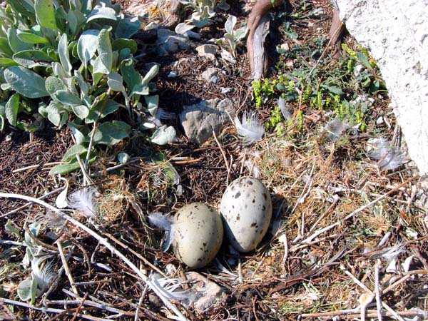 wie die meisten der kleinen unbewohnten Inseln ist auch Veli Budikovac ein Vogelparadies