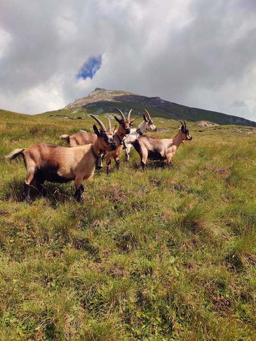 ... hinauf zu den zufriedenen Ziegen unter den steilen Südhängen der Ogasilspitze (winterliche Besteigung s. Archiv Bergsteigen) ... hinauf zu den zufriedenen Ziegen unter den steilen Südhängen der Ogasilspitze (winterliche Besteigung s. Archiv Bergsteigen)