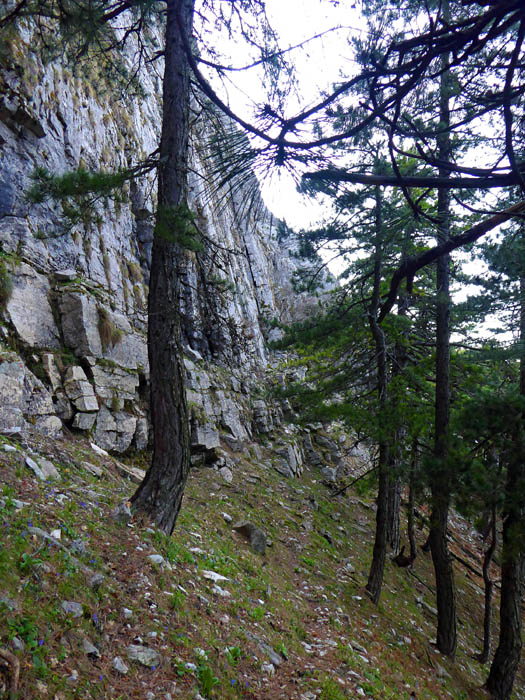 entlang der Baumgrenze am Wandfuß führt dann ein horizontaler Steig (vereinzelt rote Punkte) gegen Osten ...